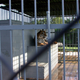 Tony the tiger in a roadside zoo.